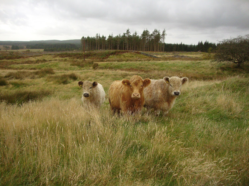 For Sale BEOCH FARM Newton Stewart, Dumfries & Galloway, DG8 6RT