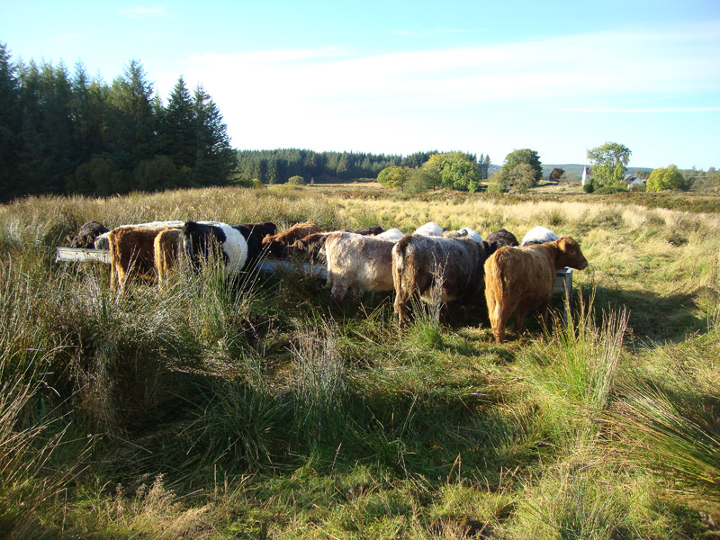 For Sale BEOCH FARM Newton Stewart, Dumfries & Galloway, DG8 6RT