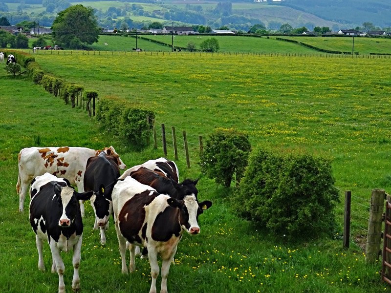 For Sale LAND AT MIDPARK Hightae, Lockerbie, DG11 1JS