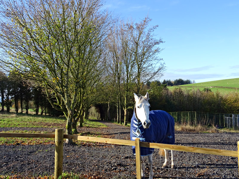 For Sale DAMHEAD FARMHOUSE & KENNELS Damhead Farmhouse, Tinwald